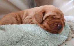 Labrador Retriever dogs for sale: KC Fox Red Labrador Pups *Ready for home 20/12/25* - Image 2