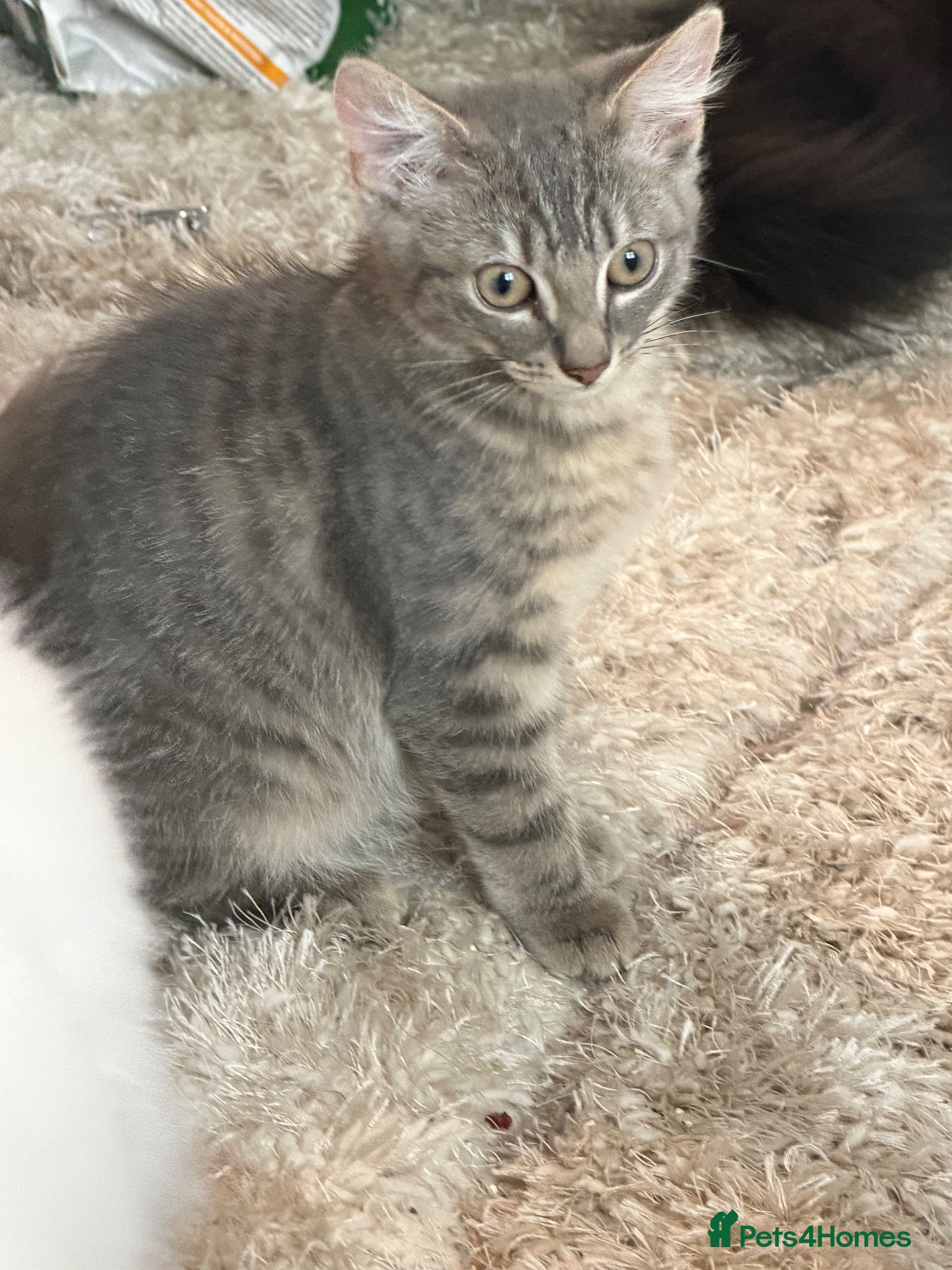 British Shorthair cats British short hair cross Bengal  - Advert 12