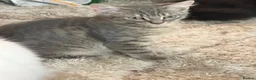 British Shorthair cats for sale: British short hair  - Advert 6