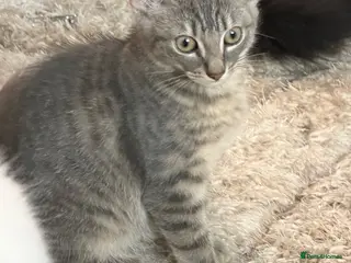 British Shorthair cats British short hair cross Bengal - Advert 12