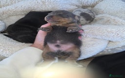 Miniature Dachshund dogs for sale: Miniature smooth dachshund  - Image 8