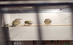 Finches birds for sale: Young Gouldian finches - Image 2