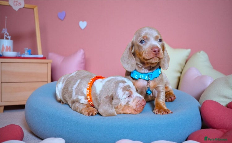Miniature Dachshund dogs - Advert 12