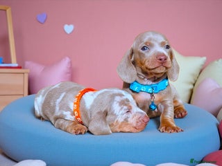 Miniature Dachshund dogs - Advert 1