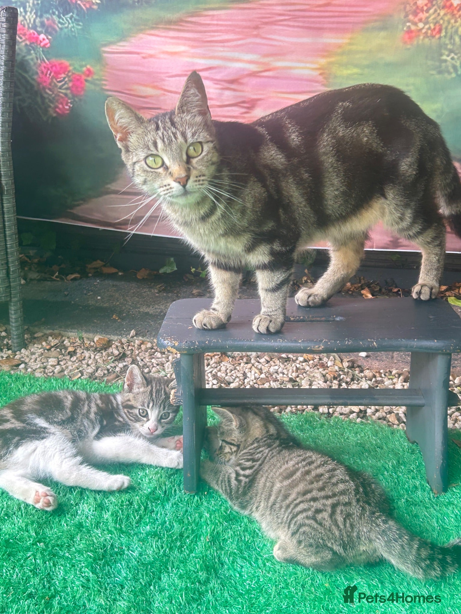 Mixed Breed cats 🐾 Playful Kittens Looking for Their Forever Homes - Advert 1