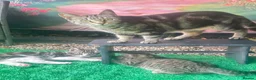 Mixed Breed cats for sale: 🐾 Playful Kittens Looking for Their Forever Homes - Advert 1