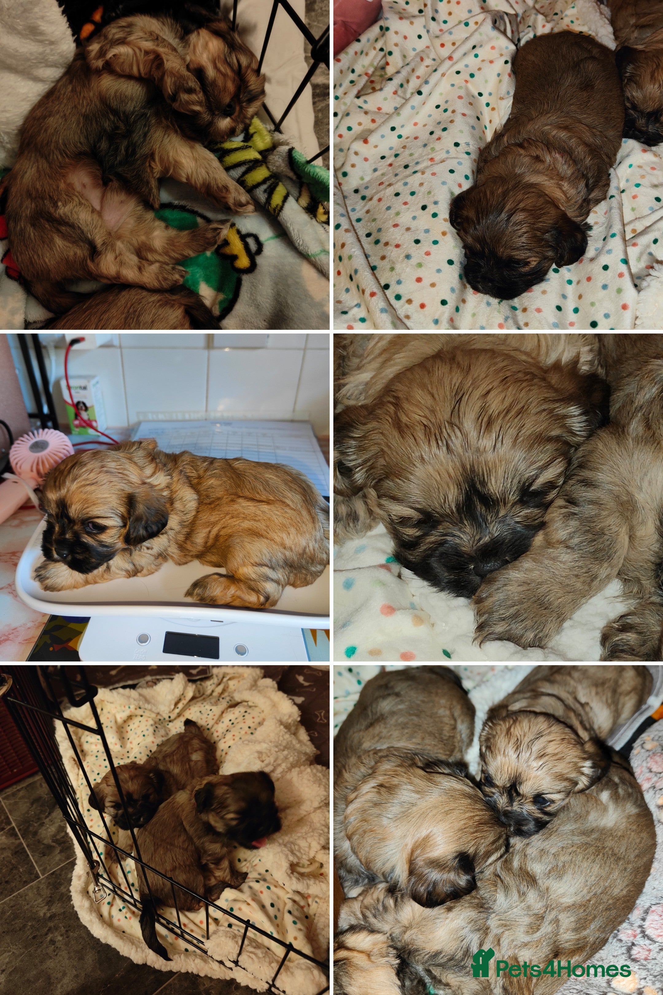 Cava Tzu dogs CAVA TZU FOR SALE - Advert 3