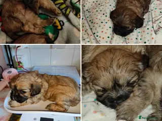 Cava Tzu dogs CAVA TZU FOR SALE - Advert 3