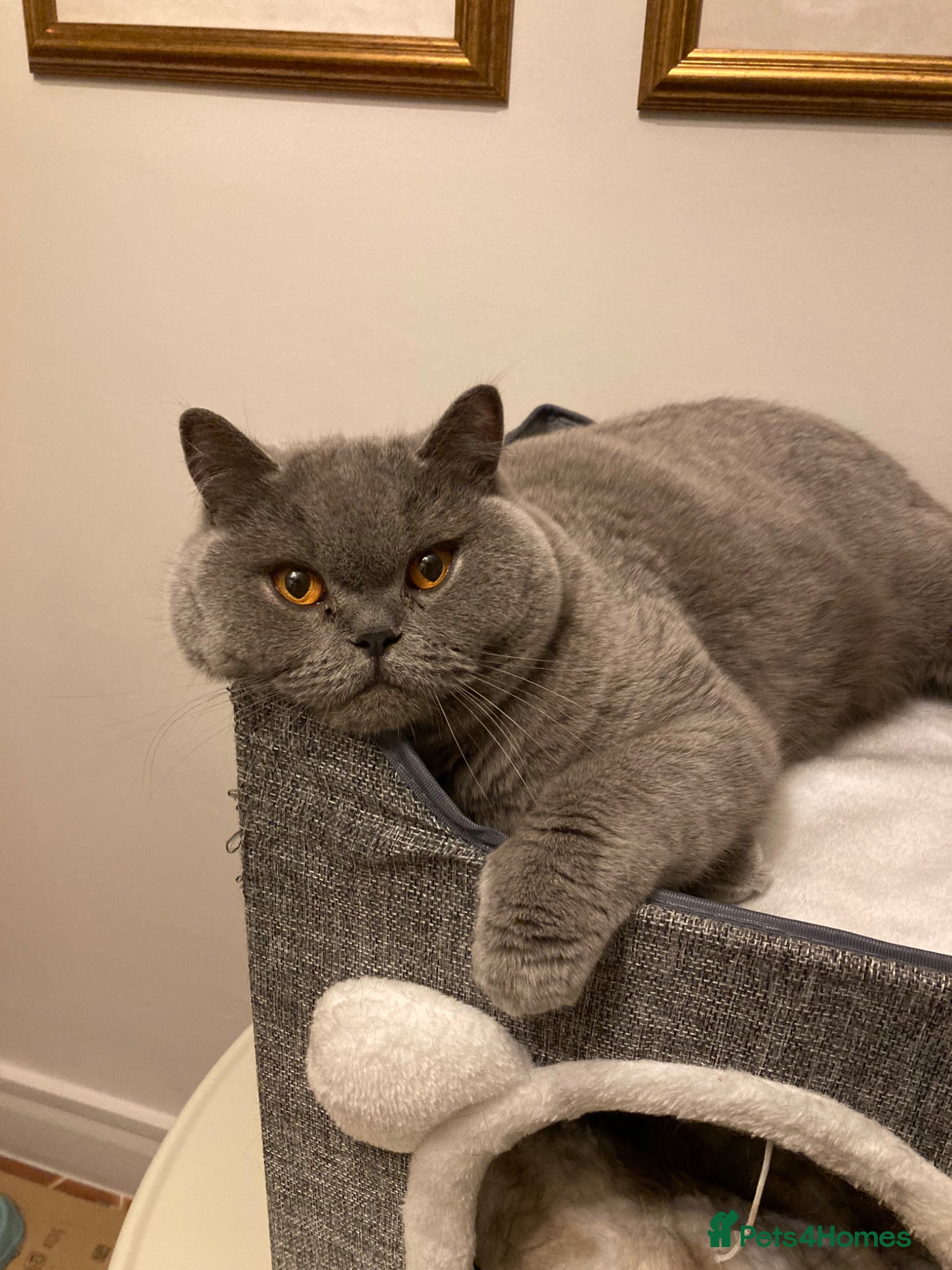 British Shorthair cats GCCF British Shorthair  - Advert 18