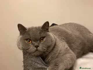 British Shorthair cats GCCF British Shorthair - Advert 18