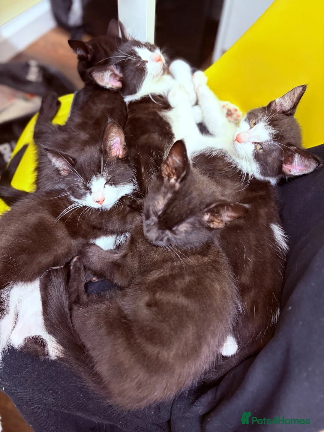 British Shorthair cats for sale: Kittens ready to be homed - Advert 2