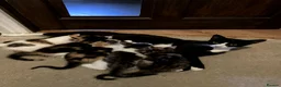 Mixed Breed cats for sale: New batch of Cuties in Basingstoke - Advert 4