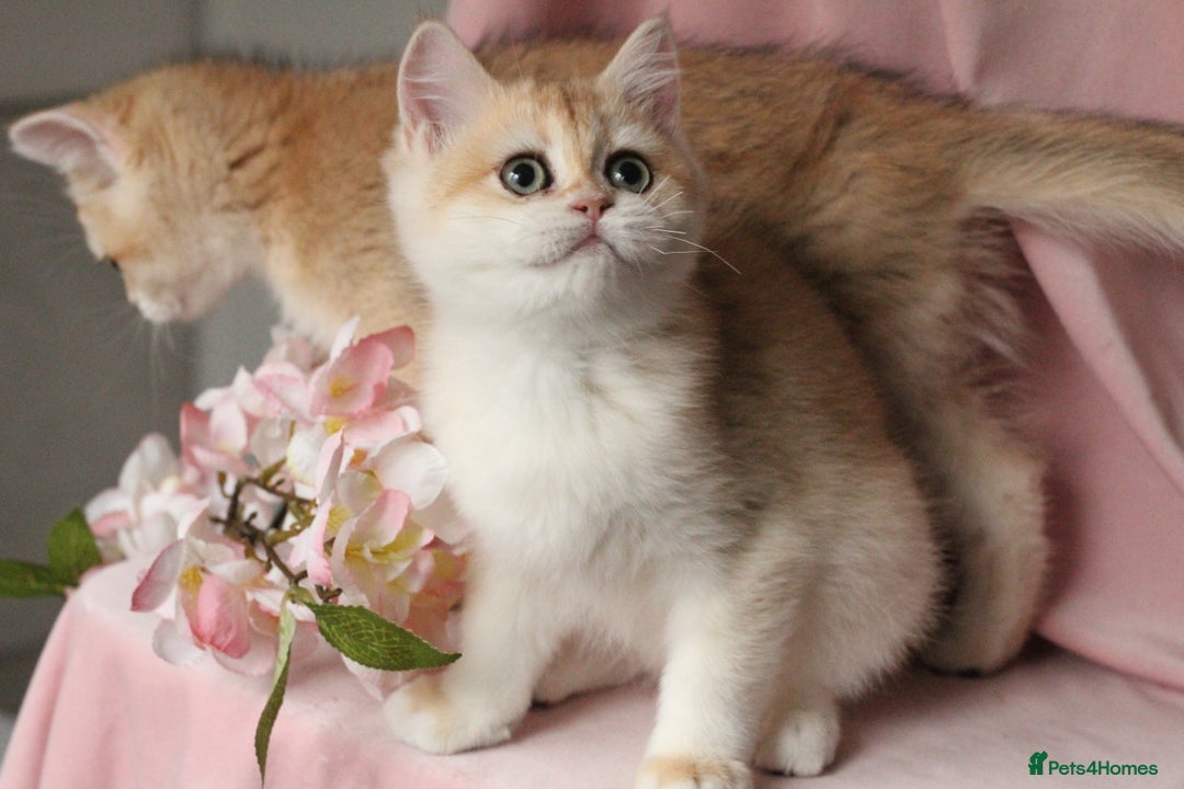 British Shorthair cats for sale: Champions lines Golden Chinchilla ny12 boys - Advert 10