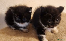British Longhair cats for sale: British long hair kittens - Advert 13