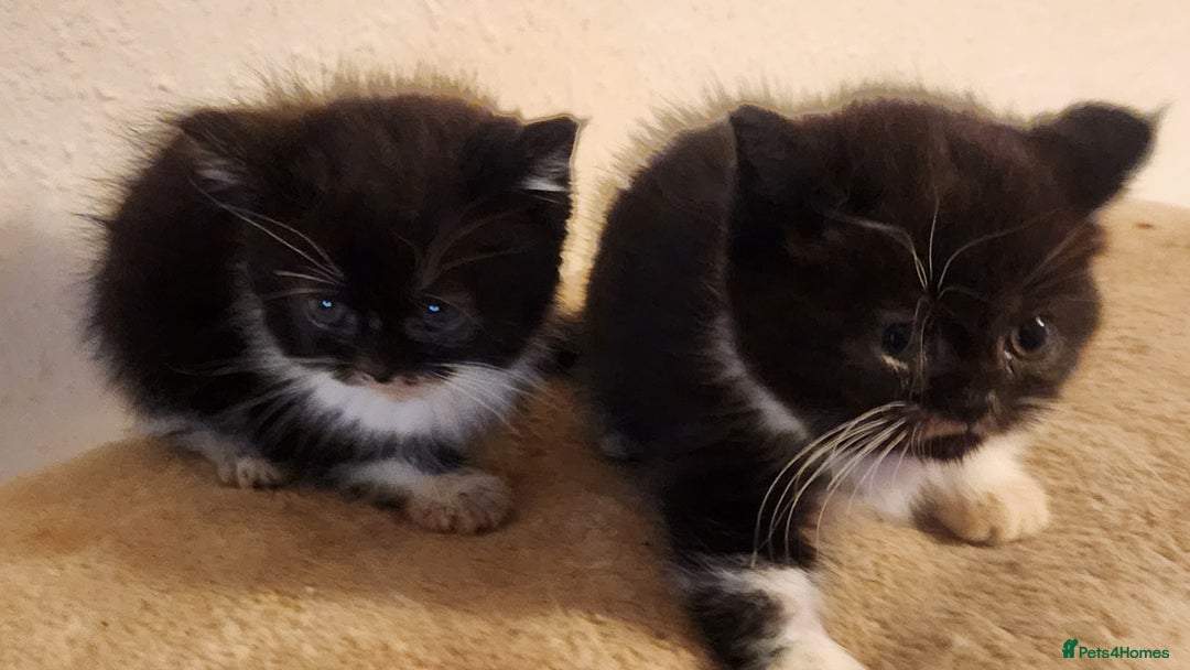 British Longhair cats for sale: British long hair kittens - Advert 13