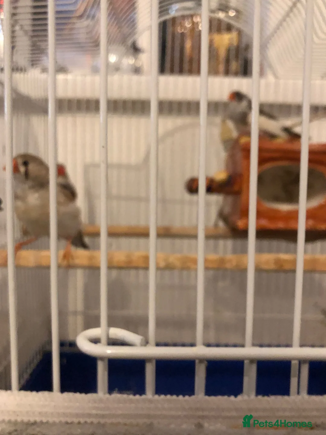 Finches birds for sale: Zebra finches in Cardiff - Advert 2