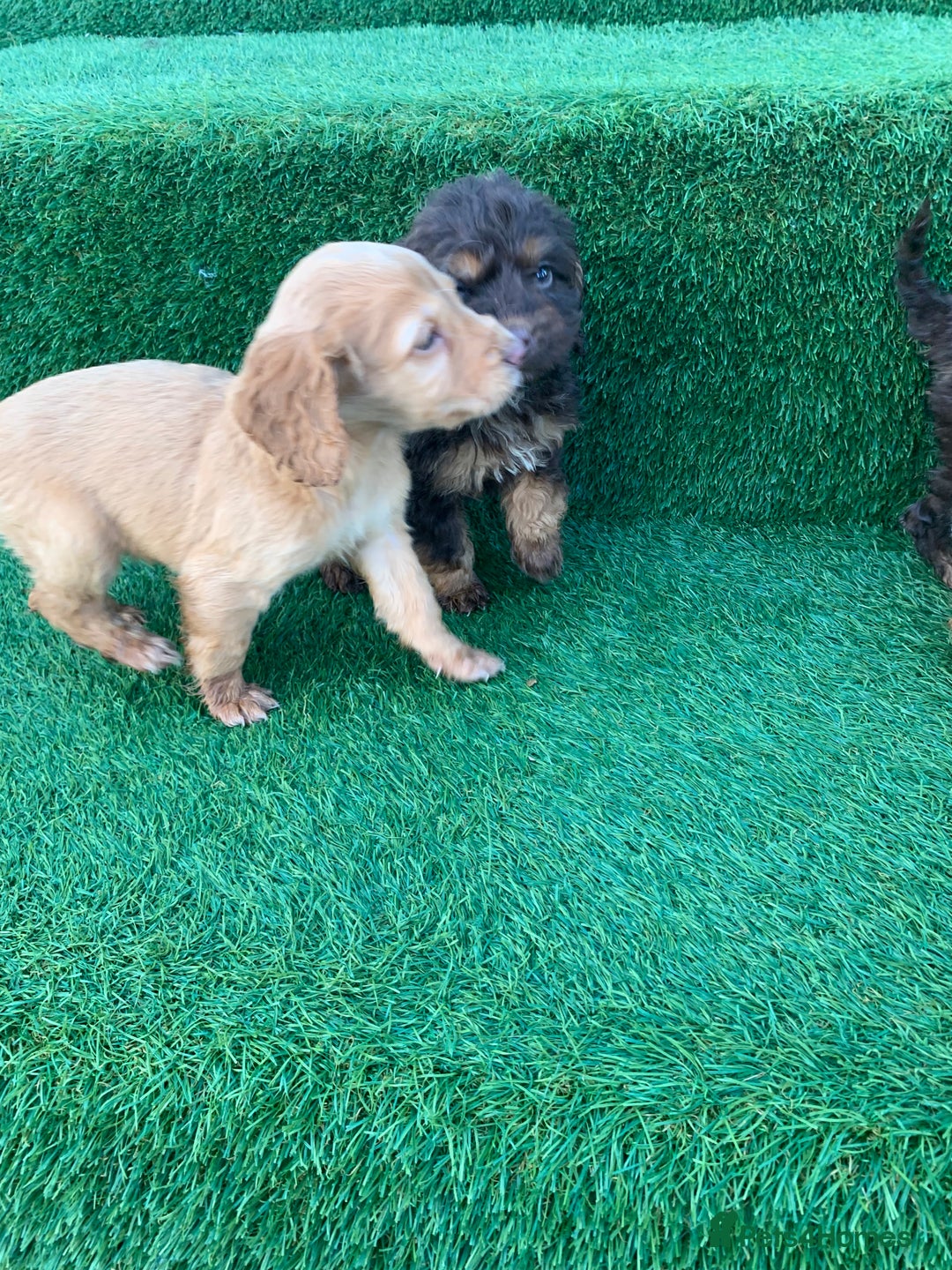 Cockapoo dogs for sale: Cockerpoo puppies  - Advert 7