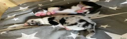 Australian Shepherd dogs for sale: Australian Shepherd puppies - Advert 1