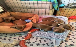 Miniature Dachshund dogs for sale: Stunning KC Reg chocolate/tan Dachshund puppies - Image 4