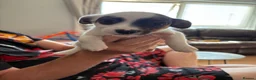 Jack Chi dogs for sale: Jack Russell/Chihuahua - Advert 4