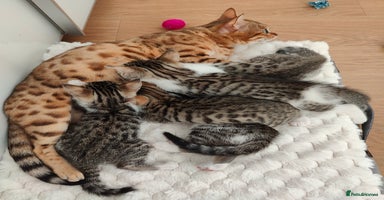 Mixed Breed cats - Advert 5