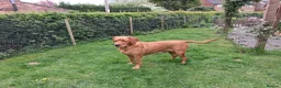 Labrador Retriever dogs for sale:  Working Labrador puppies - Advert 2