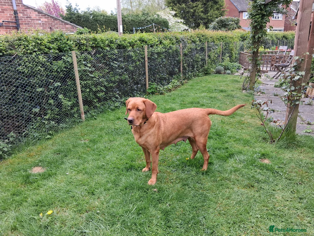 Labrador Retriever dogs for sale:  Working Labrador puppies - Advert 2