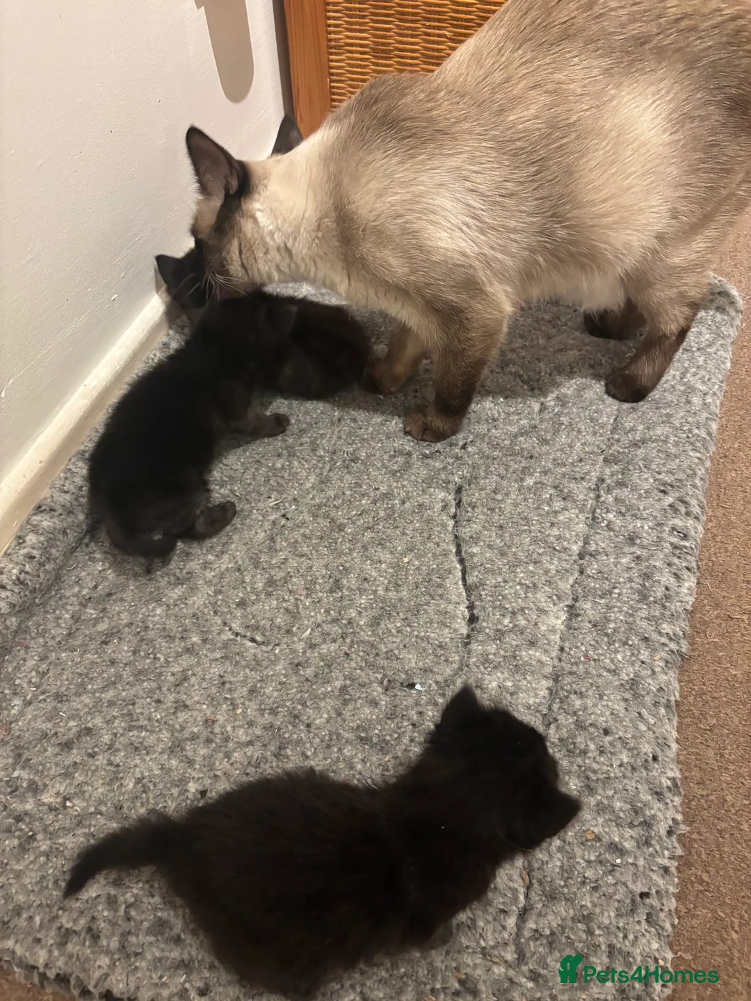 Mixed Breed cats for sale: Beautiful ragdoll x kittens  - Advert 2