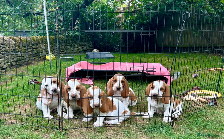 Mixed Breed dogs - Advert 3