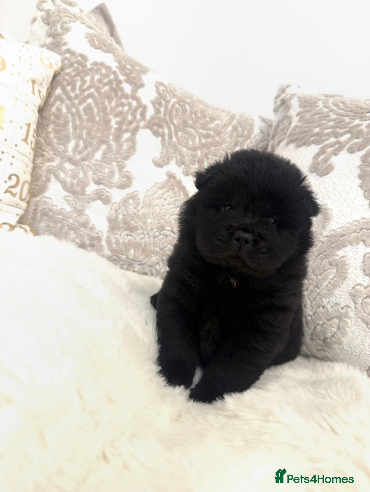 Chow Chow dogs Last female reduced! Ready to leave now!!  - Advert 5