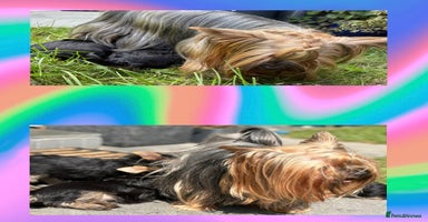 Yorkshire Terrier dogs - Advert 3