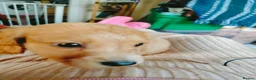 Cockapoo dogs for sale: 5 beautiful cockapoo puppies  - Advert 27