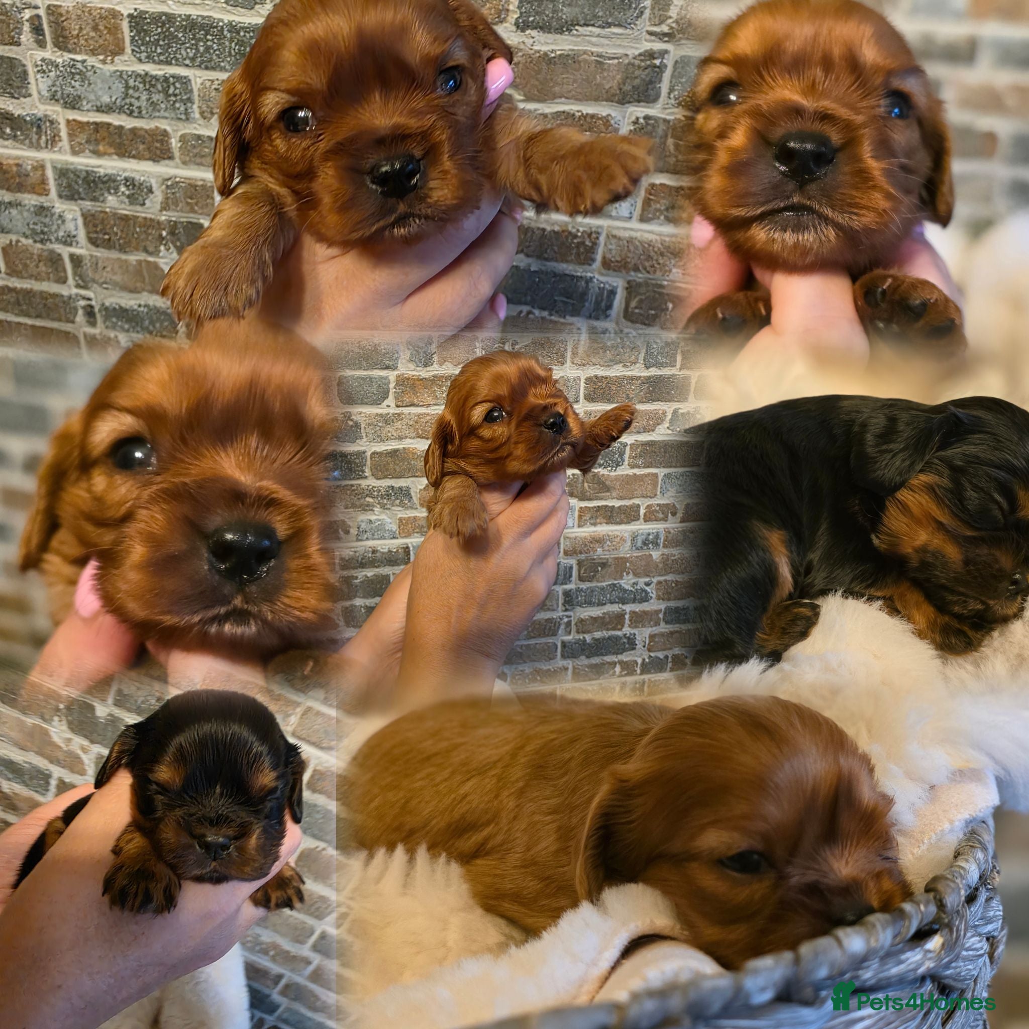 Cavalier King Charles Spaniel dogs Ruby, Black and tan cavalier litter  - Advert 11