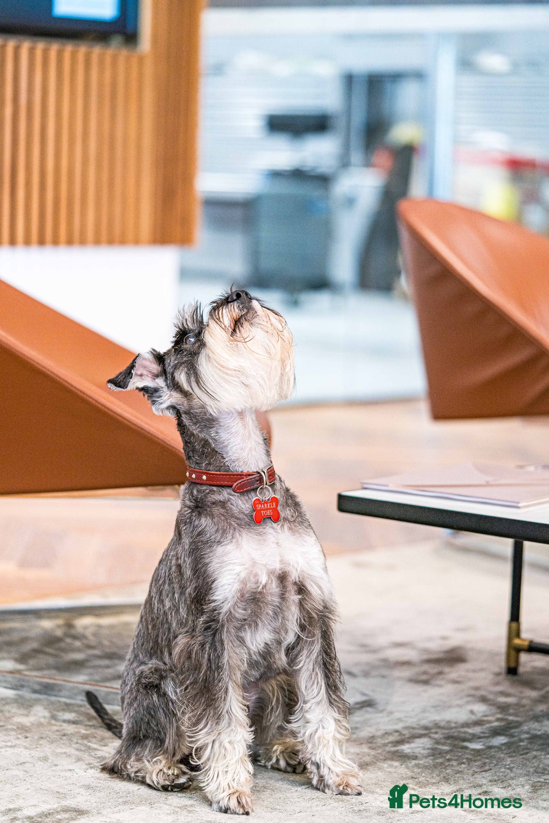 Miniature Schnauzer dogs for stud: Merlin the Magnificent  - Advert 3