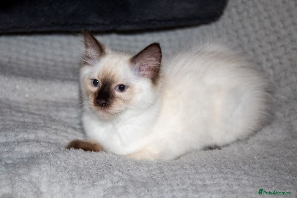 Ragdoll cats Beautiful Purebred Ragdoll Kittens Ready Now  - Advert 1