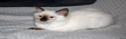 Ragdoll cats for sale: Beautiful Purebred Ragdoll Kittens Ready Now  - Advert 1