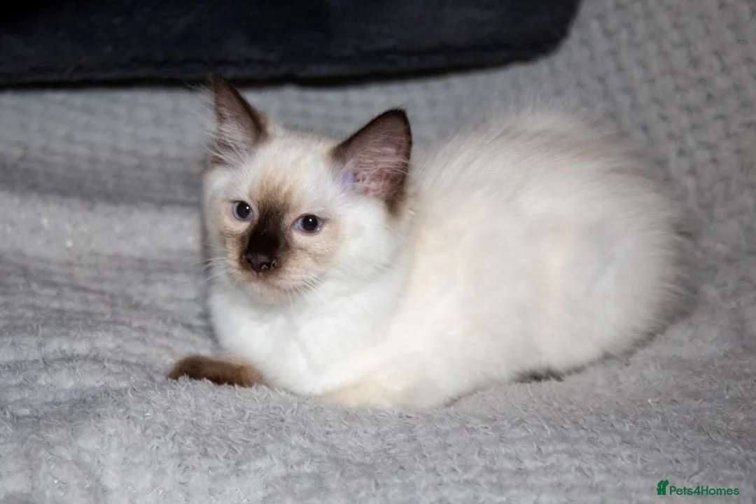 Ragdoll cats for sale: Beautiful Purebred Ragdoll Kittens Ready Now  - Advert 1