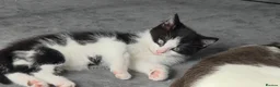 Mixed Breed cats for sale: 4 cute kittens available.  - Advert 3