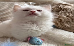 Ragdoll cats for sale: 💙🩷GCCF RAGDOLL KITTENS M&F 9WKS NEUT & SPAYED 🥇 - Image 26