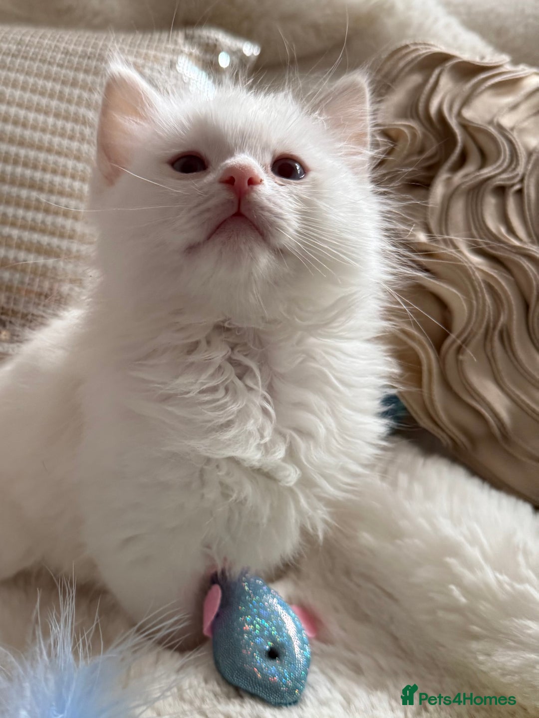 Ragdoll cats for sale: 💙🩷GCCF RAGDOLL KITTENS M&F 9WKS NEUT & SPAYED 🥇 - Image 26