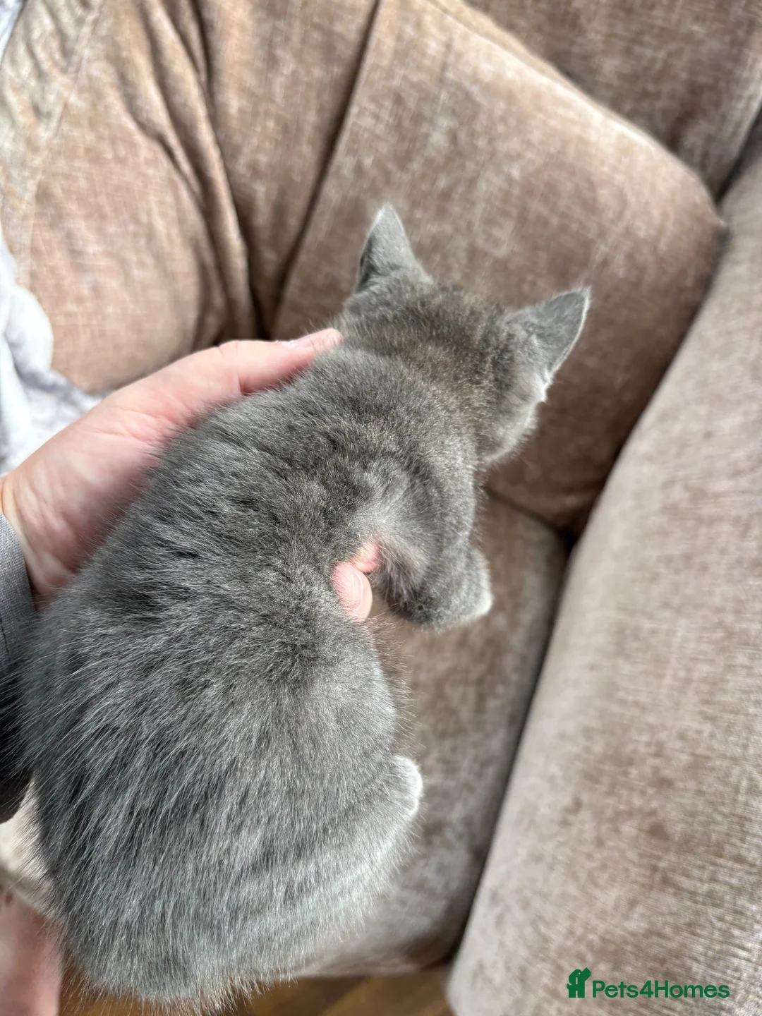 Mixed Breed cats for sale: 1 grey grey kitten ready now - Advert 7