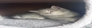 Scottish Fold 3