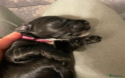 Cockapoo dogs for sale: F1 Cockerpoo pups. KC parents & health tests - Image 20
