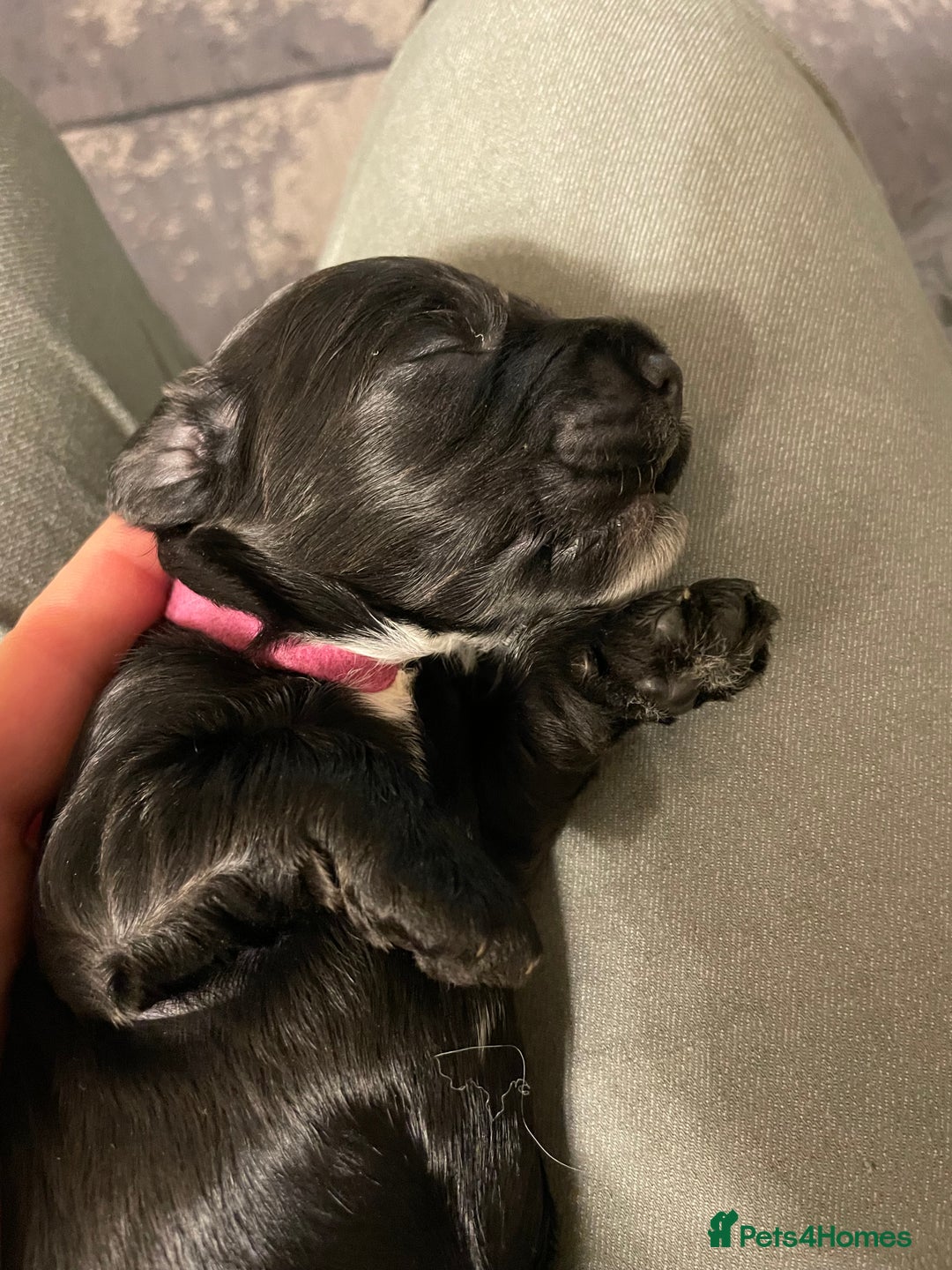 Cockapoo dogs for sale: F1 Cockerpoo pups. KC parents & health tests - Image 20