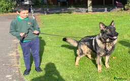 German Shepherd dogs for sale: TOP CHAMPION LINE GERMAN SHEPHERD PUPPIES FOR SALE - Advert 9