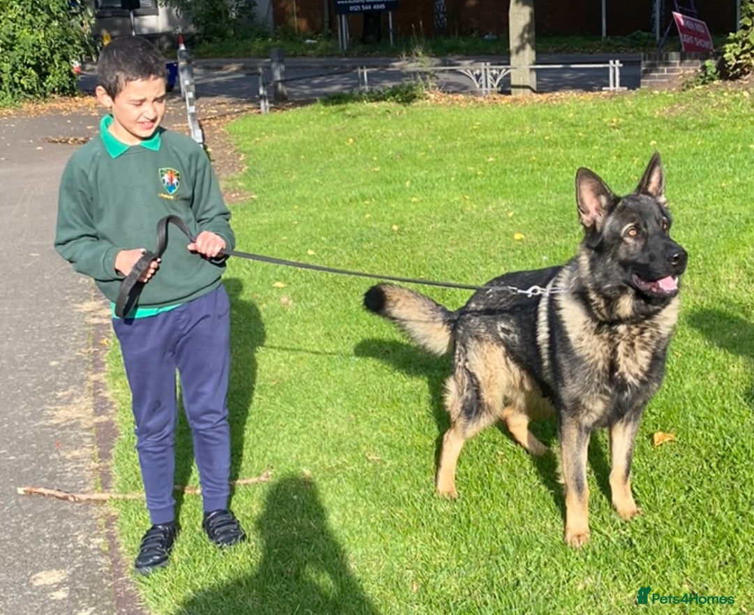 German Shepherd dogs for sale: TOP CHAMPION LINE GERMAN SHEPHERD PUPPIES FOR SALE - Advert 9