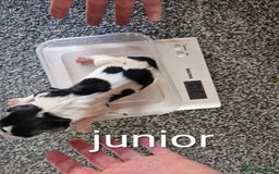 Sprocker dogs for sale: Spaniel Puppies  - Image 7