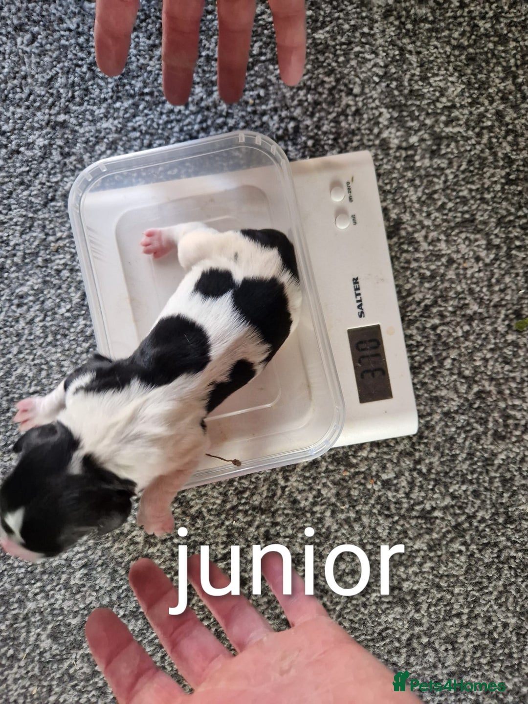 Sprocker dogs for sale: Spaniel Puppies  - Image 7