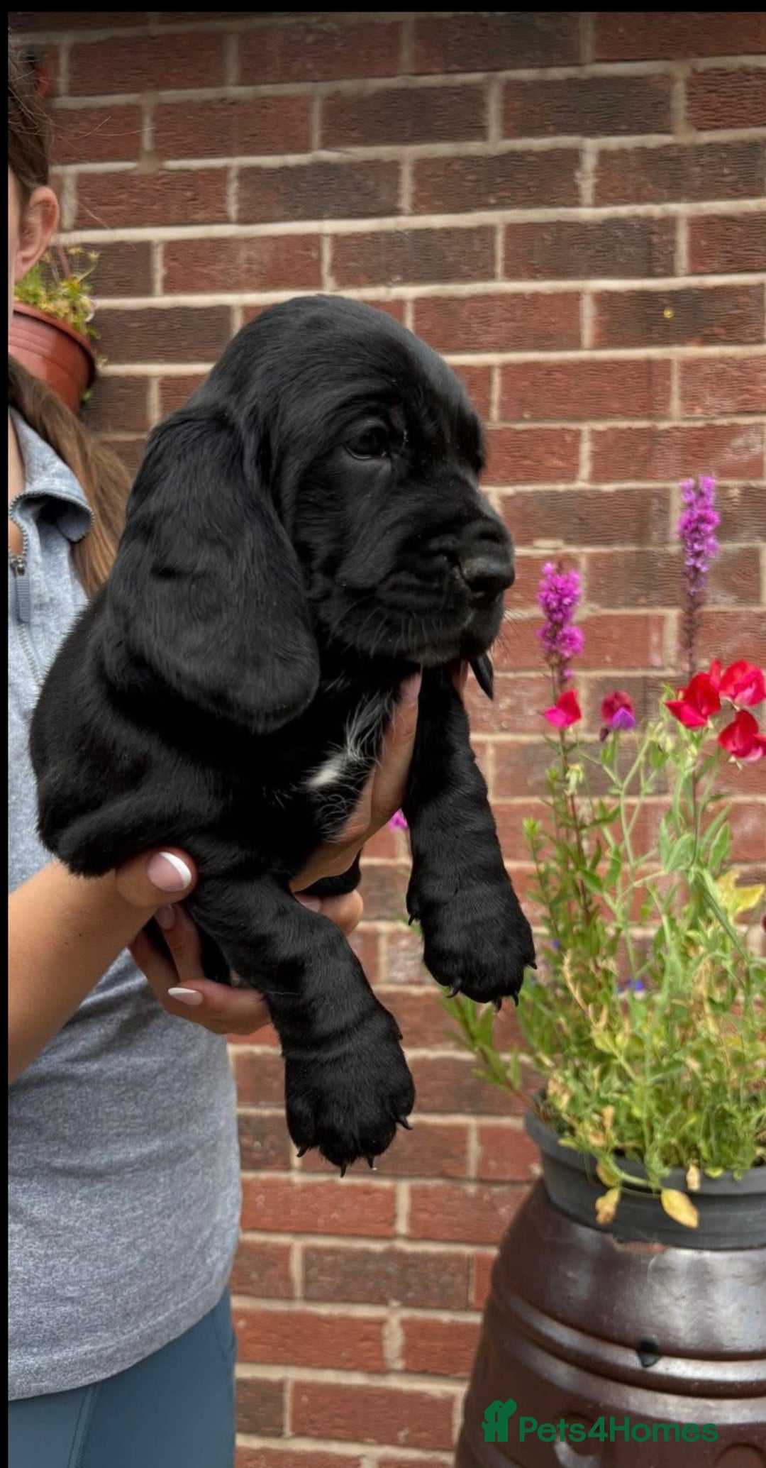 Mixed Breed dogs for sale: Beautiful Basset Hound x’s - Image 6