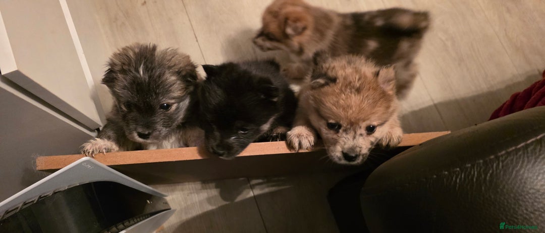 Mixed Breed dogs for sale: Adorable Merle Chowski's for sale  - Advert 15